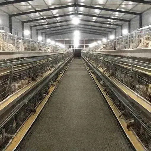 Steel Structure Livestock And Poultry Houses